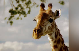 Nature Shock: Lions vs. Giraffes