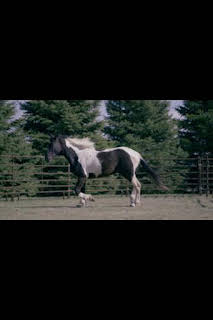 15:15: Veterinarios de Nebraska: Que el caballo te acompañe | Nat Geo Wild | 3/30 2026