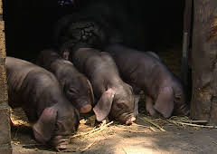 Panda, Gorilla & Co. (94)