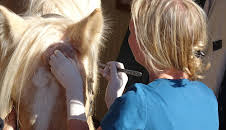 Dyrlegen i Rocky Mountain (S3 E11)