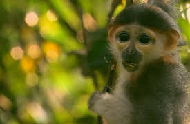 Wildest: Indochina: Vietnam: Phoenix from the Ashes