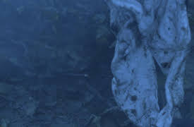 Cold Case Files Season 1: A Family Cursed