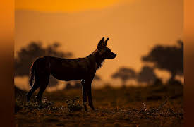 Season 1: Planet Earth: Dynasties I - Painted Wolf