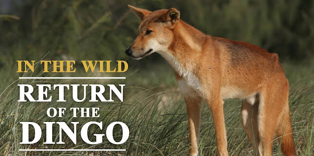 In the Wild Return of the Dingo (2018)