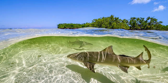 17:00: Ein perfekter Planet (4/5) | 3SAT | 11/5 2025