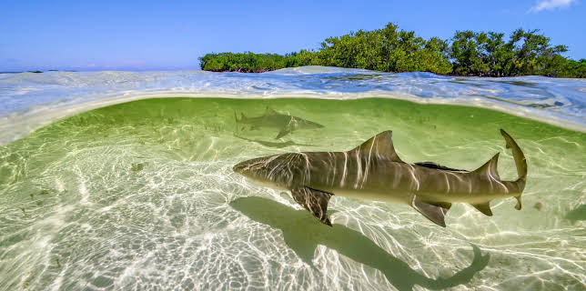 Ein perfekter Planet