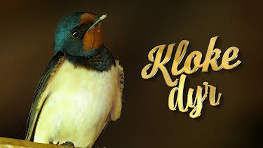 22:25: Kloke dyr | NRK 2 | 9/6 2026