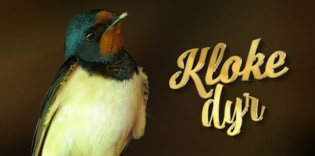 13:20: Kloke dyr | NRK 2 | 2/22 2026