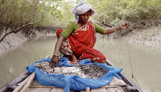 Sundarbans, im Reich der Königstiger