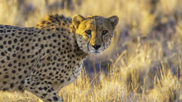 2:30 PM: Nature's Strangest Mysteries: Solved (S1) | Discovery Channel | 6/10 2026