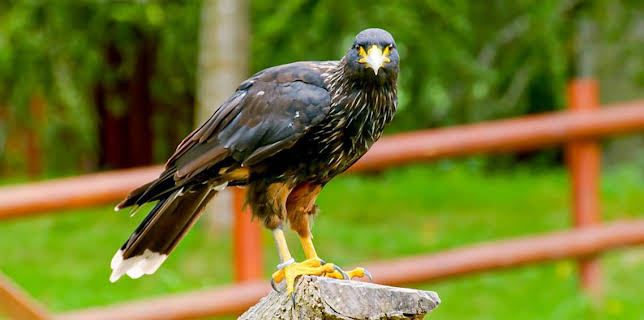 12:40 PM: Go Wild (S2) | Cbeebies | 3/19 2026