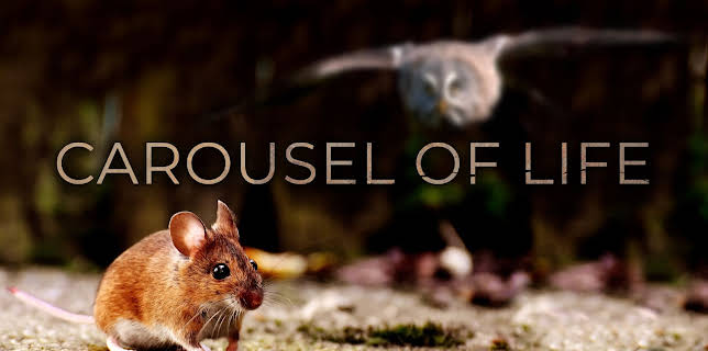 Carousel of Life (2014)