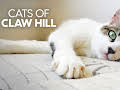 Cats of Claw Hill