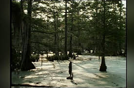 Wild America: Swamp Bear - Part 2