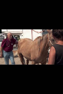 22:45: El increíble doctor Pol: Pol de patrulla | Nat Geo Wild | 1/17 2026