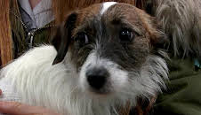 Der Super-Doc - Einsatz für 4 Pfoten