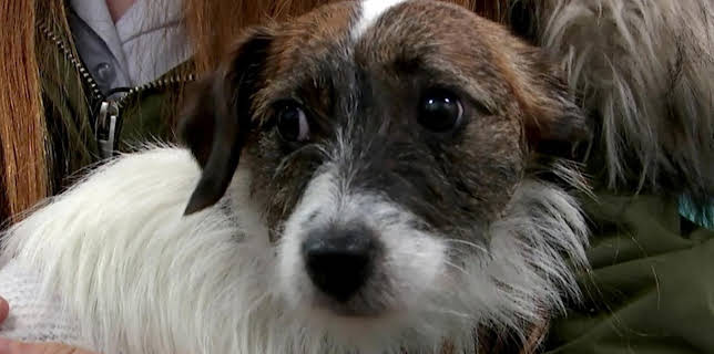 17:25: Der Super-Doc - Einsatz für 4 Pfoten | Sixx | 2/15 2026