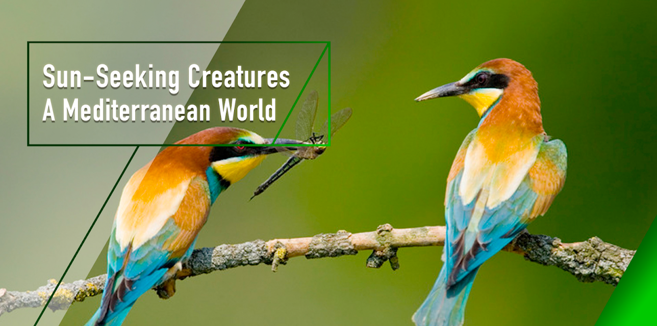 Sun-Seeking Creatures - A Mediterranean World (2018)