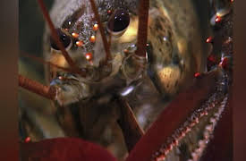 Lobstermen Season 1: Cat and Mouse Game