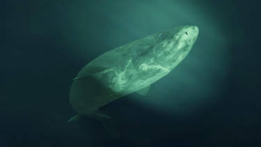 3:30 PM: Nature's Strangest Mysteries: Solved (S1) | Discovery Channel | 6/9 2026