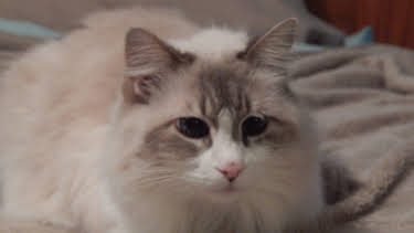 16:00: My Cat From Hell (S5 E5) (S5) | Animal Planet | 4/5 2026