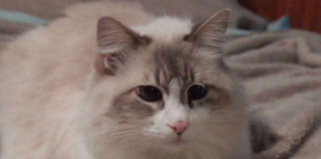 06:25: My Cat From Hell (S5 E5) (S5) | TLC | 12/18 2025