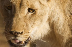 Human Prey: Killers of the Savannah