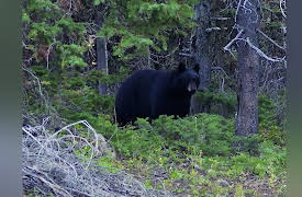 Dog Soldier the Coyote Calling and Predator Hunting Show: HandCalling Bears and coyotes
