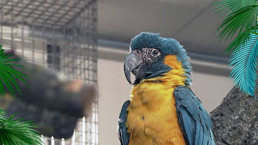 02:30: Elefant, Tiger & Co. | MDR Fernsehen | 4/26 2026