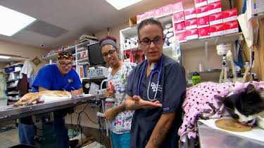 2:00 PM: Dr. Jeff: Rocky Mountain Vet (S2) | Discovery Channel | 7/22 2026