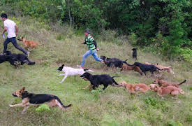 Hundar: Territorio De Zaguates