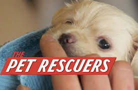 The Pet Rescuers: It's a Match
