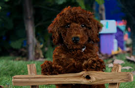 Mittens and Pants: Pants' Talent