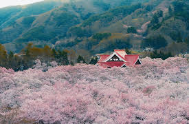 A World of Calm, Season 1: Living Among Trees -- Narrated by Keanu Reeves