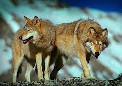 Grandes Documentales Austria Salvaje, La Fuerza Del Agua