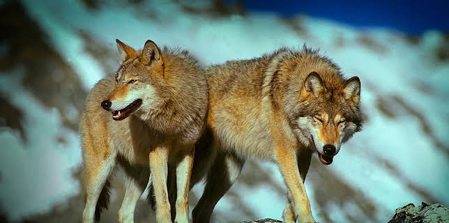 16:25: Grandes Documentales Austria Salvaje, La Fuerza Del Agua | LA 2 | 12/15 2025