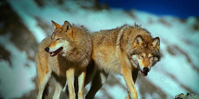 Grandes Documentales Austria Salvaje, La Fuerza Del Agua