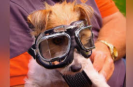 Snake Boss Season 1: What a Catch!