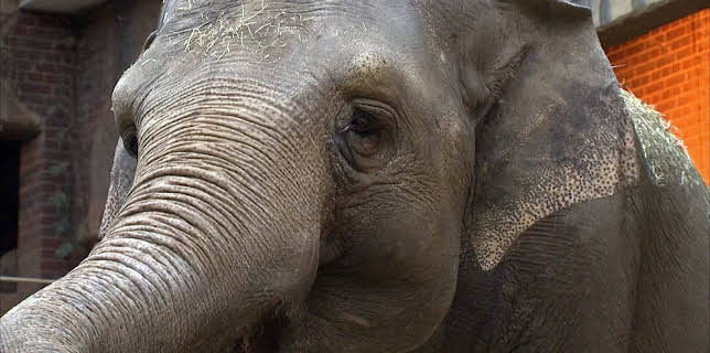 14:25: Elefant, Tiger & Co. (273) | MDR Fernsehen | 3/16 2026