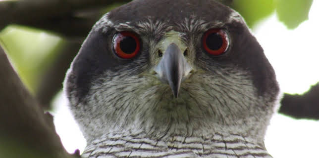 06:50: Das kleine 1x1 der Artenkunde | HR Fernsehen | 12/11 2025