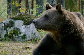 Wonders of Northern Europe: Finland