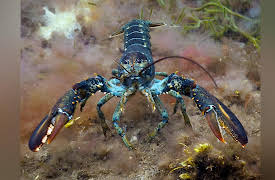 Wild Wild East: Crustaceans