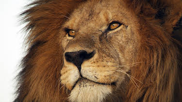 13:50: Serengeti - Wilde Geschichten aus der Savanne (1/6) | 3SAT | 8/28 2026