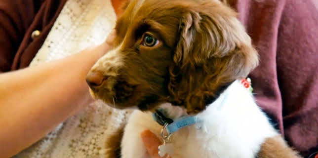 18:15: Der Super-Doc - Einsatz für 4 Pfoten | Sixx | 12/21 2025