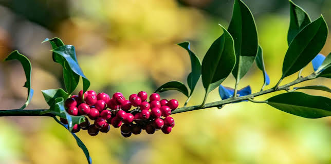 15:30: Schnittgut. Alles aus dem Garten | BR Fernsehen | 2/2 2026