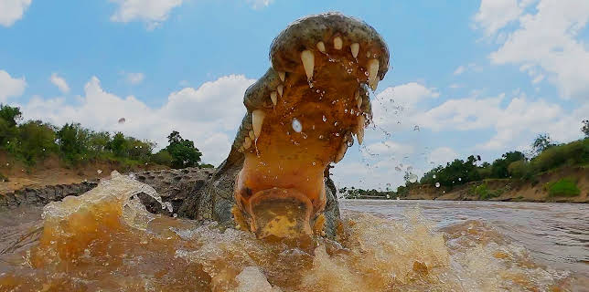 17:00: Serengeti (3/3) | 3SAT | 8/14 2025