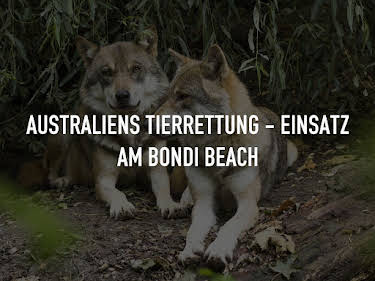 03:35: Australiens Tierrettung - Einsatz am Bondi Beach | Sixx | 5/30 2026