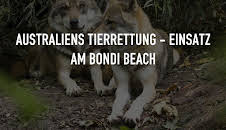 Australiens Tierrettung - Einsatz am Bondi Beach