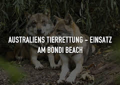Australiens Tierrettung - Einsatz am Bondi Beach
