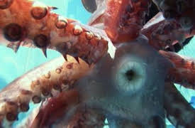 72 Dangerous Animals: Latin America: The Freaks